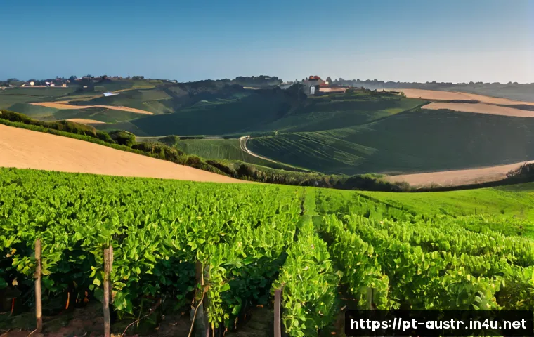 Regiões vinícolas da Áustria: como escolher o vinho certo por estilo, origem e orçamento 4 오스트리아 와인 명산지 관련 이미지 2